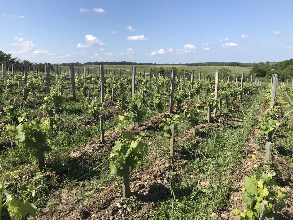 Le petit verdot, un petit dans la cour des grands